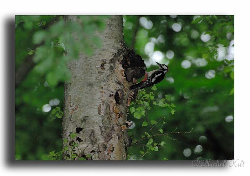 06-pic-epeiche-a-l entree-de-sa-loge-HM01456-pic-epeiche-dendrocopos-major-male.jpg